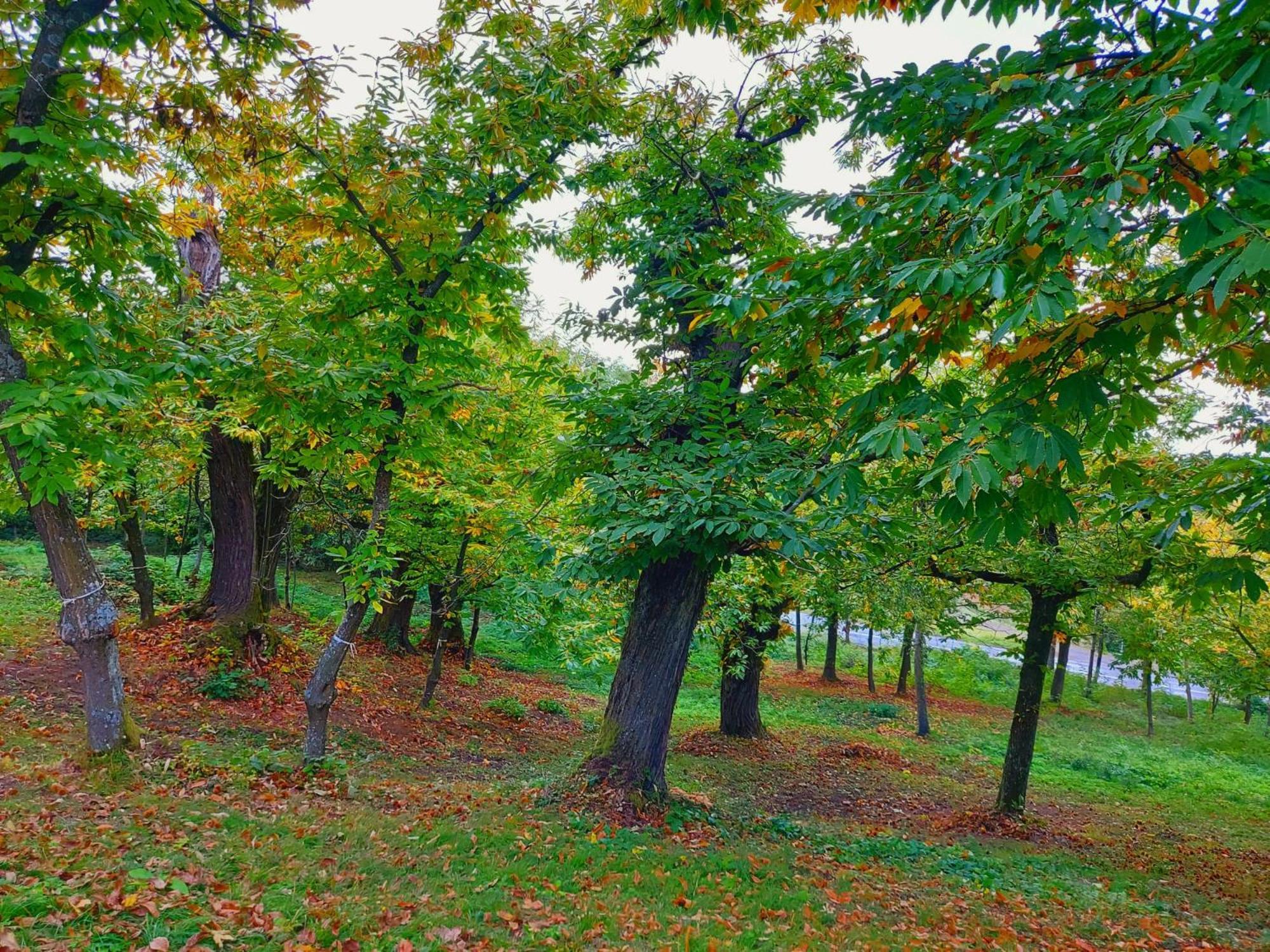 Casa Barattini Bed & Breakfast Zocchetta Dış mekan fotoğraf